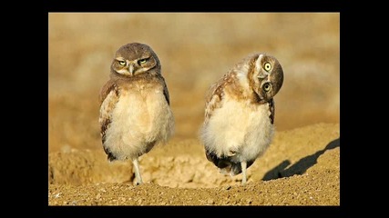 sweet animals and beautifull nature