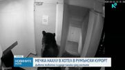 Мечка влезе в хотел в румънските Карпати