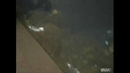 Пингвин пърди под водата 