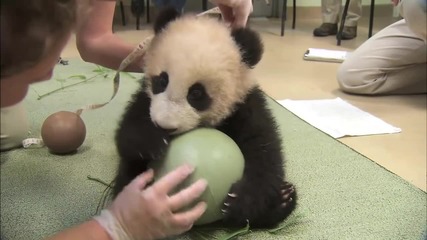 Сладка пандичка си играе с топка