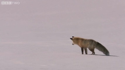 Лисица Ловува По Интересен Начин 