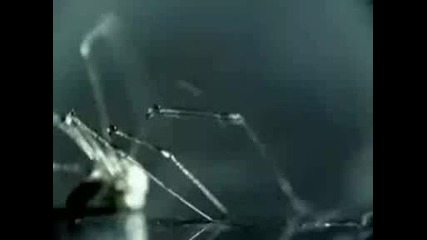 Disturbed - Stricken