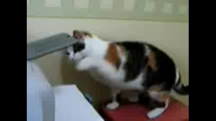 луда котка