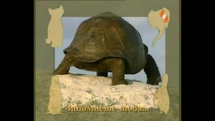 Енциклопедия за животни - Костенурка