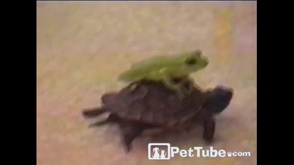 Frog Rides Turtle