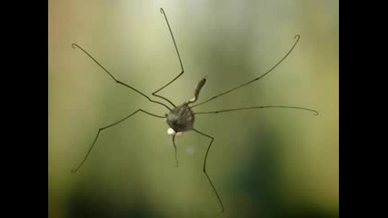 Minuscule - Mosquito
