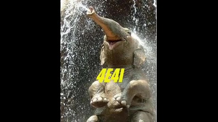 Смешни Животни 2 _ Creazy Frog _ Смях И Още Нещо _