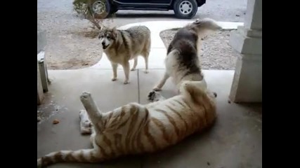 Тигър си играе с кучета