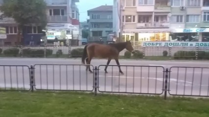 Непридружаван кон по булевард в град Добрич