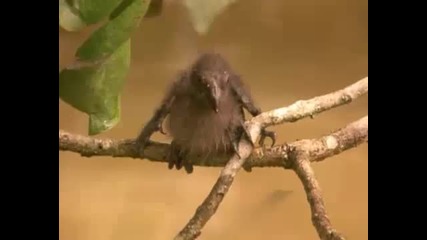 Птицата която има нокти на крилата си - хоацин