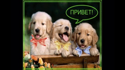 animals
