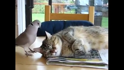 Будилник за котки
