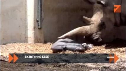 Бебе носорог от защитен вид се роди в Тел Авив