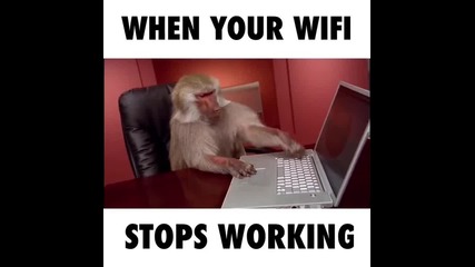 Маймунка се ядосва с лаптоп