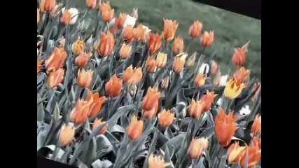 Bird Symphony