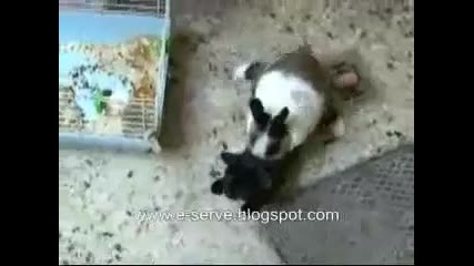 Котка срещу Заек ! Смях