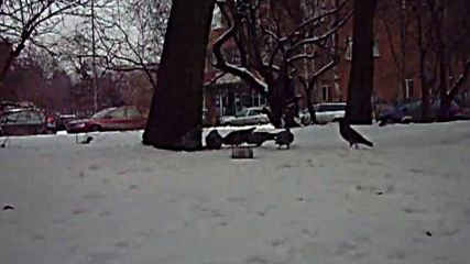 При хранилката птици.