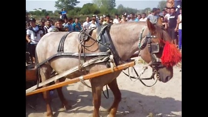 nay tegla4i kone v pazardjik