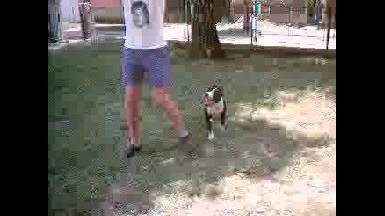 Dimlaka S Kampo