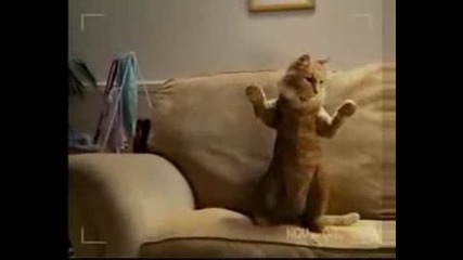Котешки Купон.