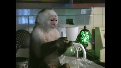 Номера на маймунката