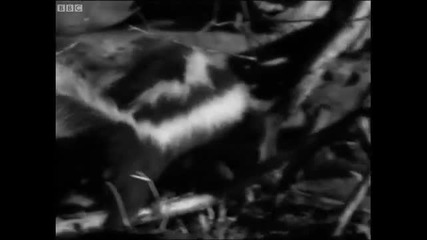 Skunk vs Snake - Bbc 