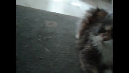 Коте не дава да го снимат :d