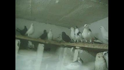 pigeons ivan spirov 