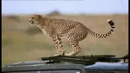 Умен леопард