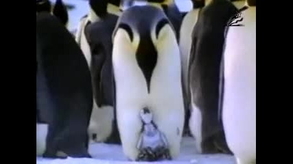Pampers Commercial - Forever Young, ние винаги сме зад теб, на всяка стъпка от пътя