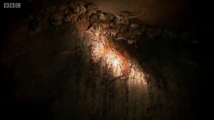 Vampire bats nesting in a cave - Expedition Guyana - Bbc 