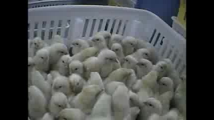 Baby chick factory