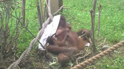 Maruyama Zoo - Орангутан