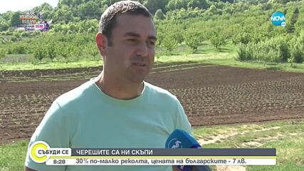 Защо цената на черешите достигна 35 лв. за килограм