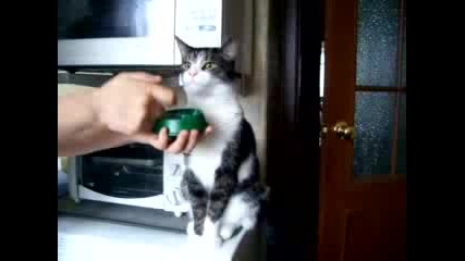 Зомбирана котка