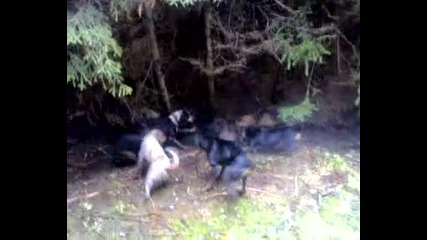 лов на диво прасе babqk