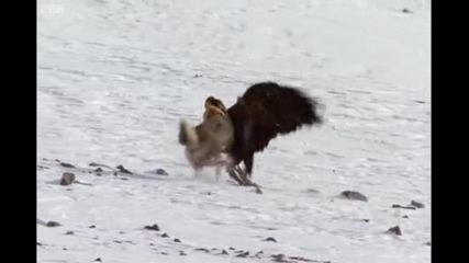 Hunting Golden eagle Vs Fox - Human Planet - Bbc