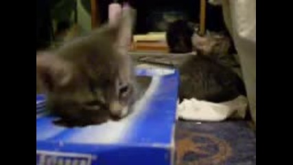 Коте в кутия