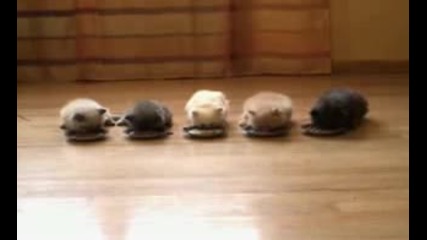 котенца 