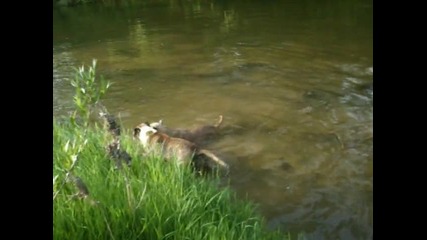 Куче гони пръчка във водата