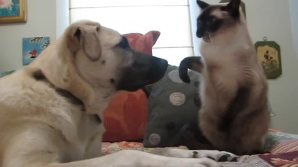 Куче и котка се боксират