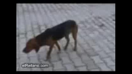 Kurdish Dog Dirty Dance