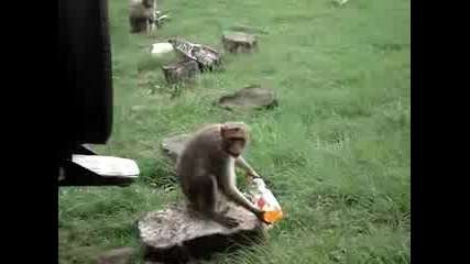 Малка Маймунка Си Играе С Шише