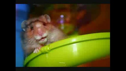 Smeshni Hamsteri 2