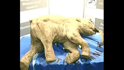 Намерен е Замразнал Мамут Discovered