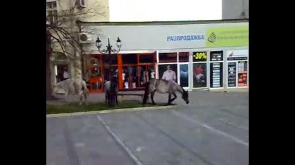 Коне Превзеха Центъра на Карлово