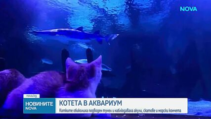 12 котета посетиха аквариум в САЩ