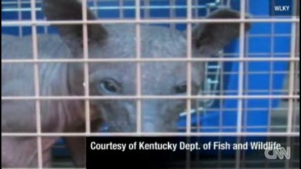 Chupacabra Mystery Solved Strange Animal Identified In Kentucky 2011 Hq 