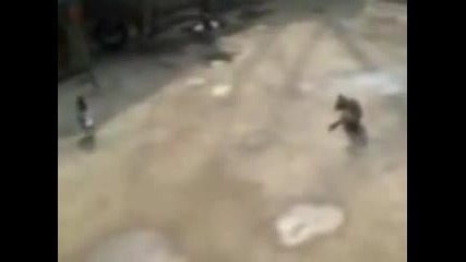 Това трябва да се види, един гьльб преборва котка
