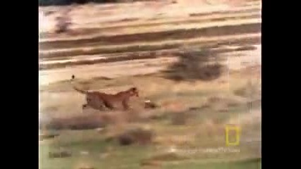 Бързият и яросният живот на Гепардите